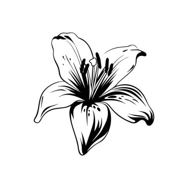 Elegant and Artistic Black and White Line Drawing of a Lily Flower for Botanical Illustrations and Design Projects