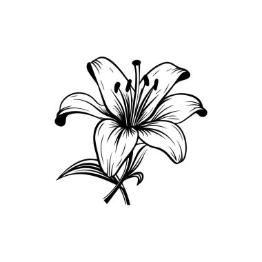 Elegant Black and White Lily Illustration with Detailed Petals and Graceful Stems for Nature-Inspired Designs and Artwork