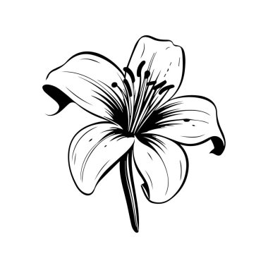 Elegant Hand-Drawn Outline of a Lily Flower with Detailed Petals and Stamen for Botanical Art or Floral Theme Design