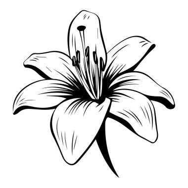 Black and White Sketch of a Detailed Lily Flower with Elegant Petals and Stamen in Artistic Style