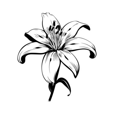 Elegant Black and White Illustration of a Lily Flower with Stylized Petals and Detailed Stamen for Artistic and Floral Design Purposes