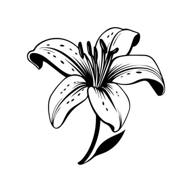 Elegant Black and White Illustration of a Lily Flower with Detailed Petals and Graceful Curves for Floral Design and Decoration Purposes
