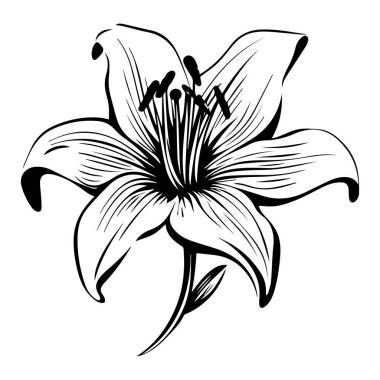 Elegant Hand-Drawn Lily Flower Sketch for Artistic and Botanical Designs in Black and White Style