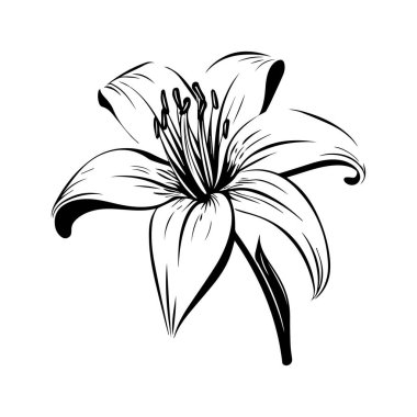 Elegant Black and White Line Art of a Lily Flower with Detailed Petals and Stamina Perfect for Floral Designs and Artistic Projects