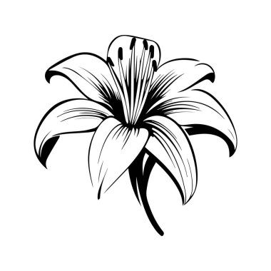 Elegant Black and White Line Art of a Lily Flower for Floral Design and Decoration Use