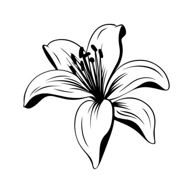 Elegant Black and White Lily Flower Illustration in Minimalistic Style for Floral Designs and Art Projects