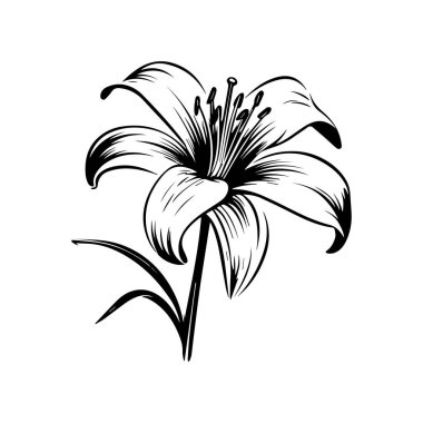 Elegant Black and White Illustration of a Lily Flower with Detailed Petals and Leaves for Art and Design Projects