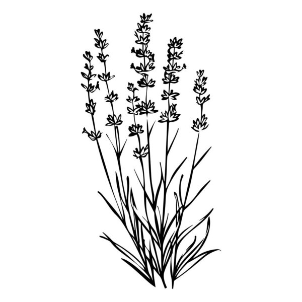 Elegant silhouette of lavender plant with detailed floral structure and graceful leaves against a white background for natural beauty themes
