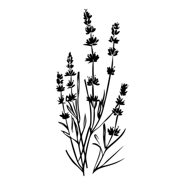 Black Silhouette of Lavender Flowers with Detailed Leaves and Stems for Nature and Floral Designs
