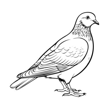 Detailed Line Drawing of a Pigeon on a White Background Featuring Intricate Feather Patterns and Elegant Posture