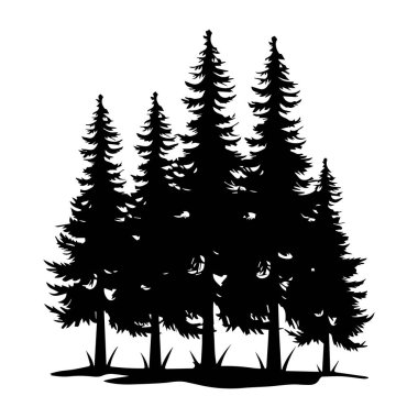 Silhouette of Tall Evergreen Trees with Branches Against a White Background in Natural Environment
