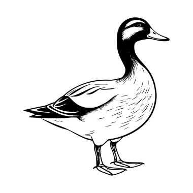 Elegant Black and White Sketch of a Duck with Detailed Features and Graceful Posture in a Minimalist Style for Artistic Use