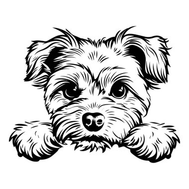 Adorable sketch of a small dog with fluffy fur and curious eyes peeking over a surface, perfect for pet lovers and animal enthusiasts