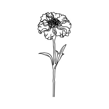 Elegant Hand-Drawn Floral Design of a Marigold Flower with Delicate Details and Graceful Lines for Decoration and Art Projects