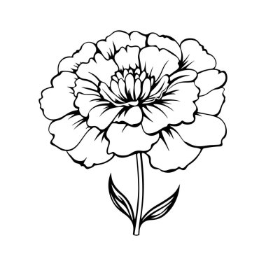 Hand-drawn single peony flower illustration with delicate petals, leaves, and intricate details for artistic designs and floral themes
