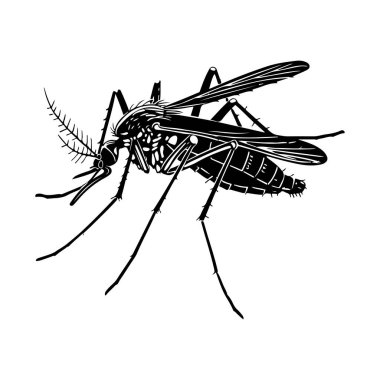Detailed Illustration of a Mosquito in Black and White, Capturing Its Intricate Anatomy and Distinct Features for Scientific and Educational Use