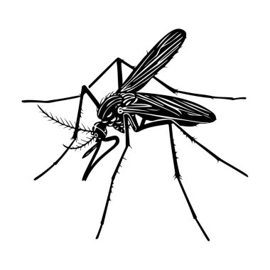 Intricate Black and White Illustration of a Mosquito with Detailed Features and Sharp Lines Against a Plain Background