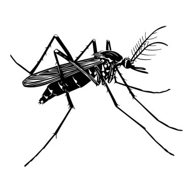 Detailed Illustration of a Mosquito in Black and White on a Clean Background for Educational and Biological Purposes