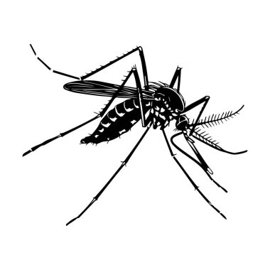 Detailed Illustration of a Mosquito with Emphasis on Body Structure and Features in Black and White Style
