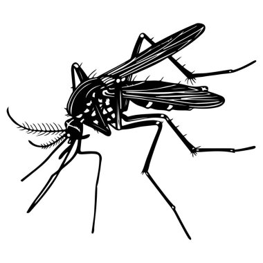 Detailed Illustration of a Mosquito in Black and White with Intricate Wing and Body Design for Educational and Informational Purposes