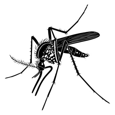 Detailed Black and White Illustration of a Mosquito with Intricate Features and Anatomical Accuracy for Scientific and Educational Use