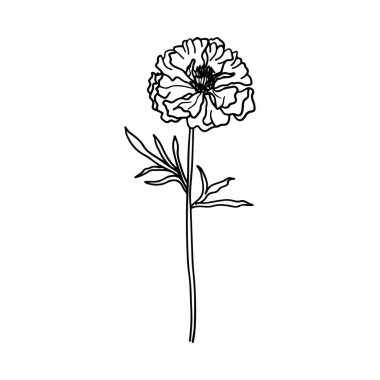Elegant hand-drawn floral illustration featuring a single poppy flower with delicate lines and intricate details on a clean background