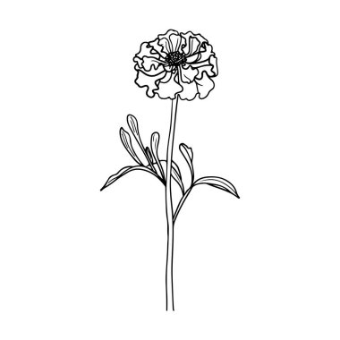 Hand-drawn single blooming flower with detailed petals and leaves on a stem, perfect for use in floral designs and creative projects