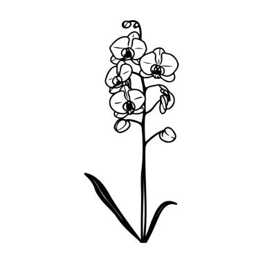 Elegant Hand-Drawn Orchid Illustration with Delicate Details and Graceful Lines for Artistic and Botanical Themes