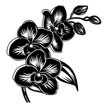 Elegant Black and White Illustration of Three Orchid Flowers with Leaves for Artistic and Decorative Use