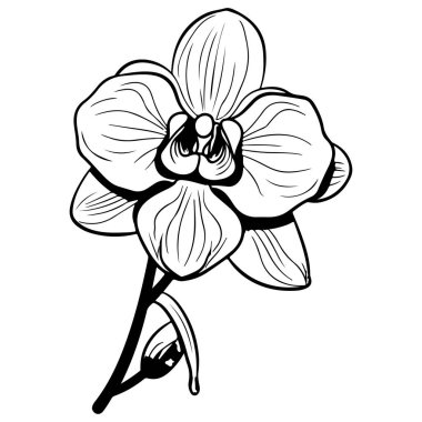 Elegant Black and White Line Art of a Blooming Orchid Flower with Delicate Petals and Curved Stem