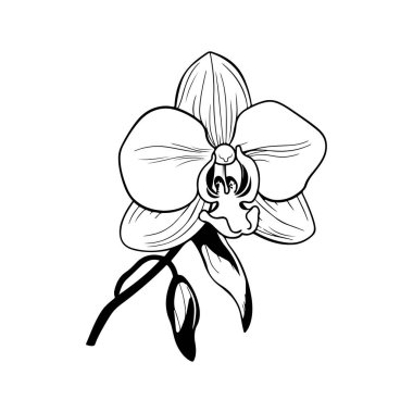Elegant Black and White Orchid Illustration with Detailed Petals and Leaves for Floral Design and Botanical Art