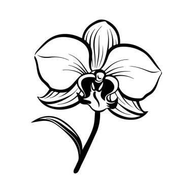 Elegant Black and White Orchid Illustration for Botanical Art and Design Projects, Perfect for Nature-themed Creations and Decor