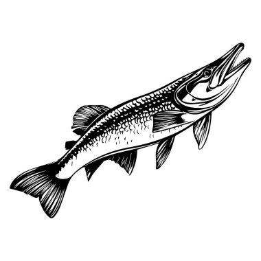 Detailed Illustration of a Freshwater Fish, Capturing Its Unique Features and Natural Habitat in Stunning Black and White Design