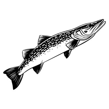 Detailed Black and White Illustration of a Freshwater Fish with Intricate Scale Patterns and Realistic Anatomical Features