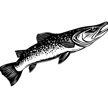 Detailed Illustration of a Freshwater Fish with Intricate Patterns and Dynamic Pose in Black and White for Nature and Wildlife Themes