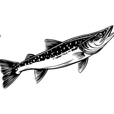 Detailed illustration of a fish with sharp fins and distinct patterns, perfect for aquatic themes, fishing activities, or wildlife education