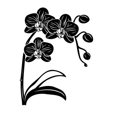 Elegant Black and White Orchid Flower Illustration with Leaves and Buds, Perfect for Nature and Botanical Themes