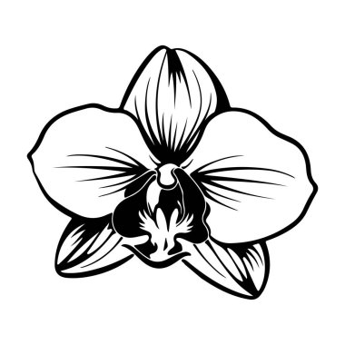 Elegant Black and White Illustration of a Single Orchid Flower with Intricate Petals and Unique Details for Botanical Art Lovers