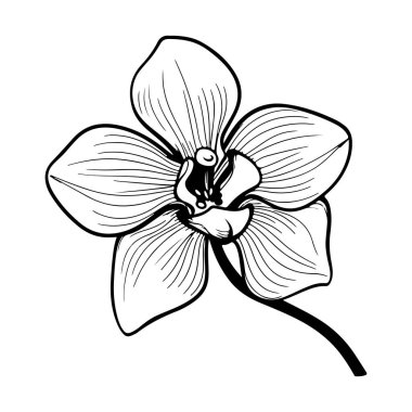 Elegant hand-drawn orchid flower outline design with intricate details, perfect for artistic projects, coloring books, and nature-themed graphics