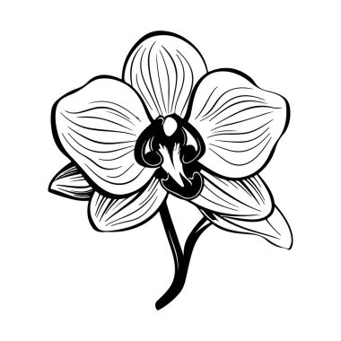 Elegant Black and White Illustration of a Beautiful Orchid Flower with Detailed Petals and Intricate Line Work
