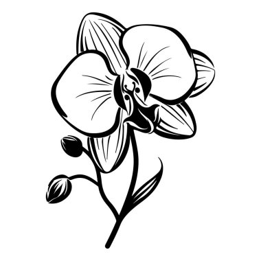 Black and White Orchid Illustration with Elegant Lines and Simple Design for Botanical Themes and Art Displays