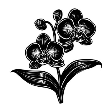 Elegant Black and White Orchid Flower Design for Floral Decor and Art Illustrations