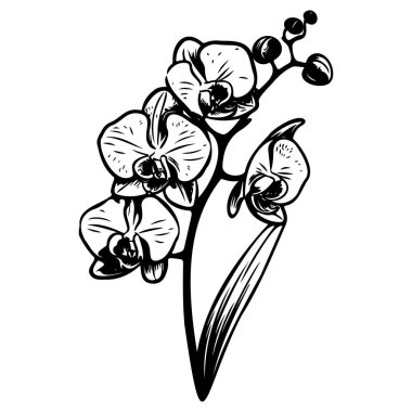 Delicate Black and White Orchid Illustration with Graceful Petals and Elegant Leaves for Art and Design Purposes
