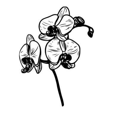 Elegant Hand-Drawn Orchid Flower Illustration Featuring Beautiful Petals and Delicate Stem in Monochrome Style for Nature Lovers and Botanical Art Fans
