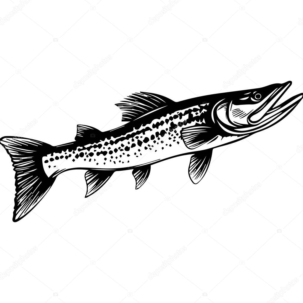 Detailed black and white illustration of a fish featuring a spotted pattern and distinct fins, ideal for nature, food, and fishing projects