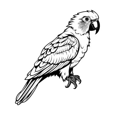 Detailed Illustration of a Majestic Bird Perched on a Branch with Intricate Feather Patterns and Sharp Eyes
