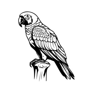 Black and white illustration of a parrot perched on a branch showcasing intricate feather details and expressive features in a striking design