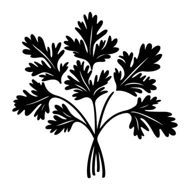 Fresh Green Herb Illustration with Intricate Leaf Details Suitable for Culinary and Botanical Design Projects