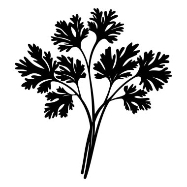 Silhouette of Fresh Green Coriander Herb with Delicate Leaves and Stems for Culinary and Decorative Purposes