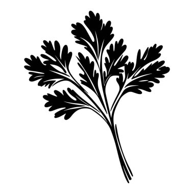 Fresh Herb Sprig with Detailed Leaf Structure Ideal for Culinary Use, Botanicals, and Organic Recipes in a Stylish Black and White Illustration
